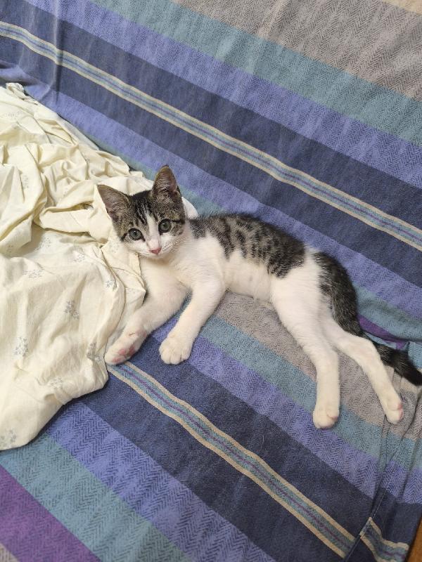 Rubino dolce micino Foto 3